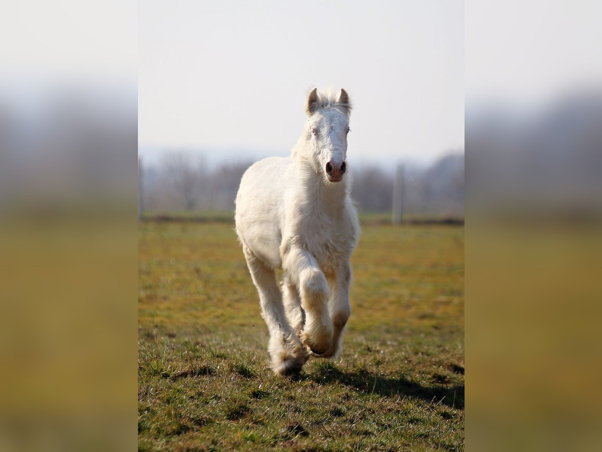 Tinker Hengst 1 Jaar Cremello in Stryków