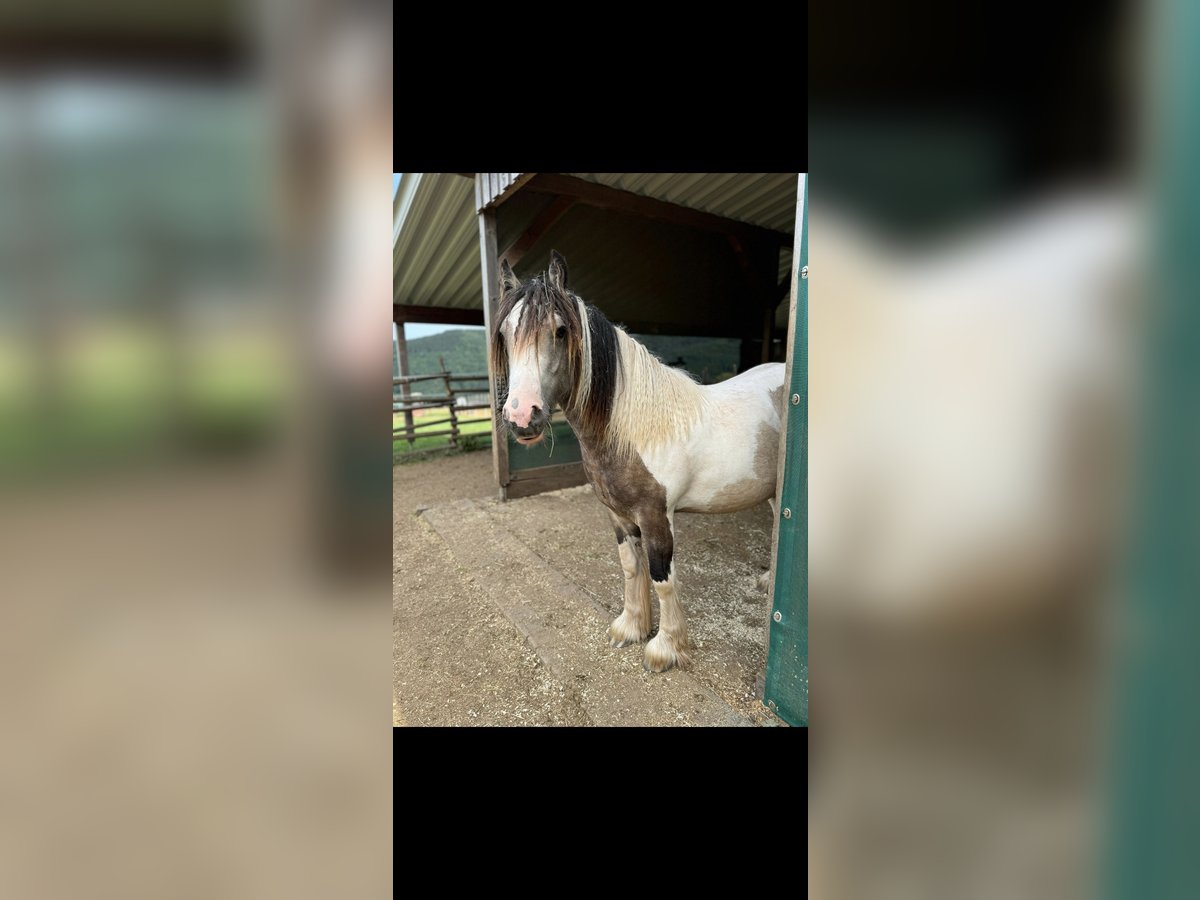 Tinker Hengst 1 Jahr 144 cm Falbe in Daleiden
