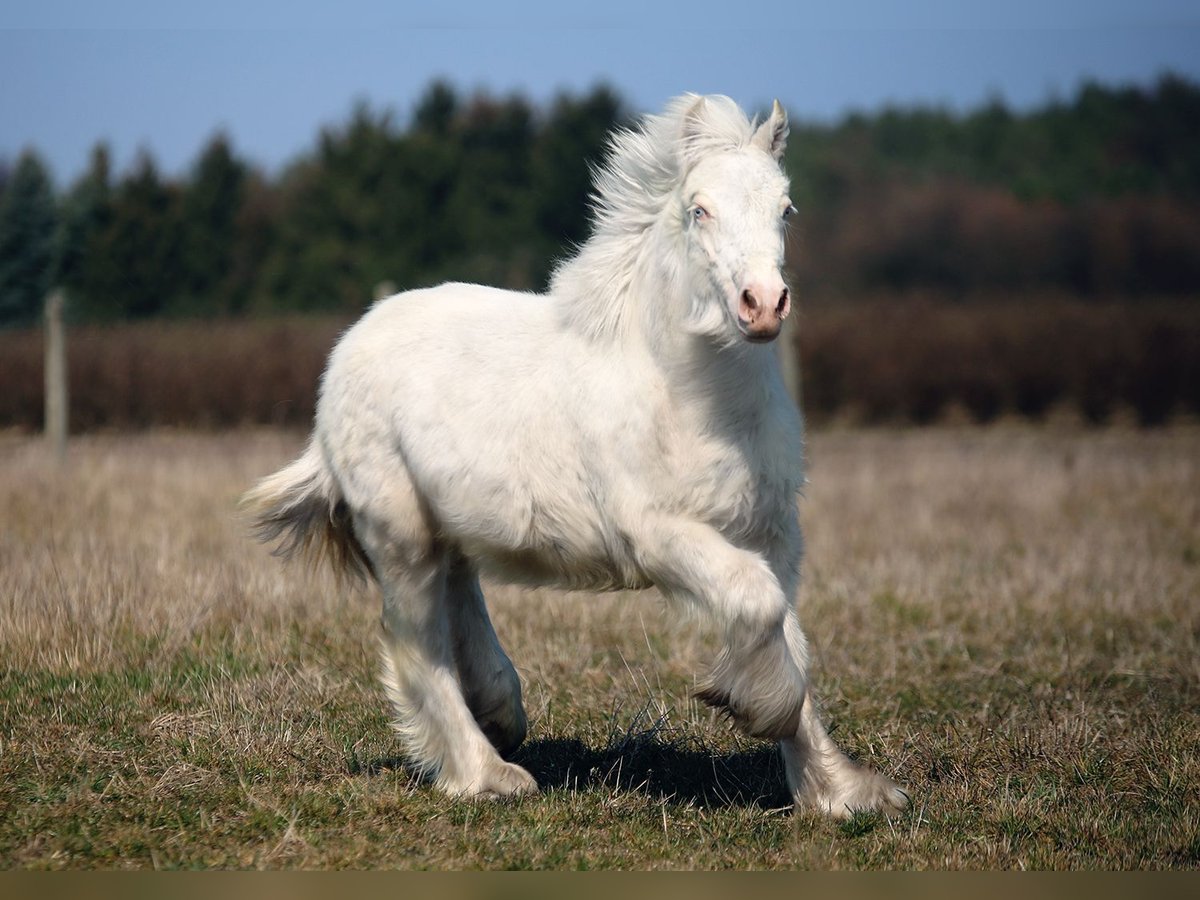 Tinker Hengst 1 Jahr Cremello in Stryków