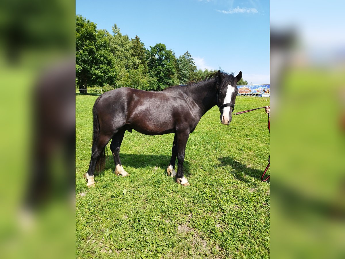 Tinker Mix Hengst 2 Jahre 153 cm Rappe in Albbruck