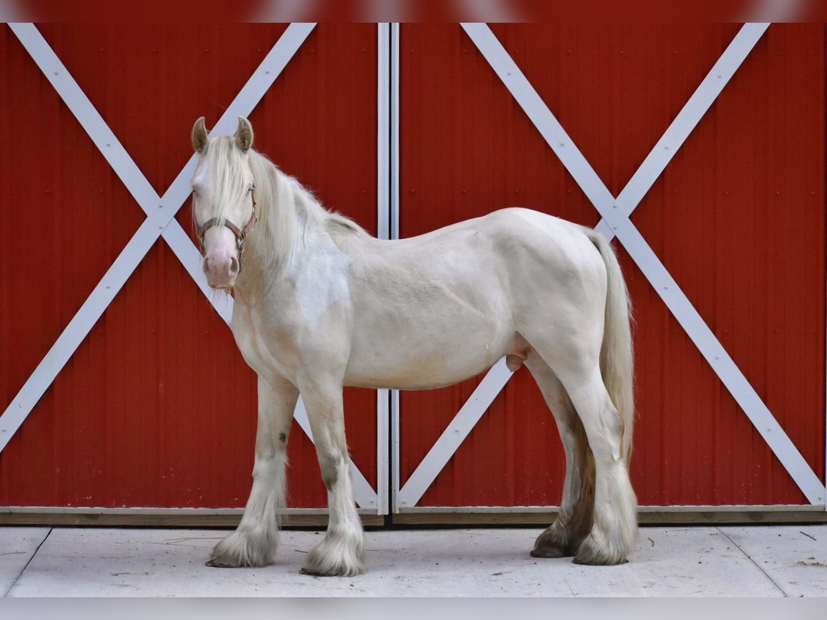 Tinker Hengst 3 Jahre 142 cm Perlino in East Canton