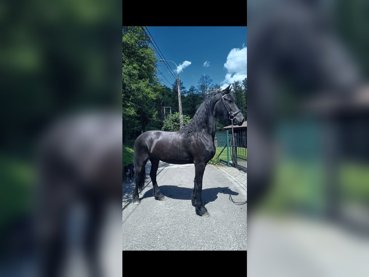 Tinker Hengst 3 Jahre 164 cm Rappe in Miko&#x142;&#xF3;w