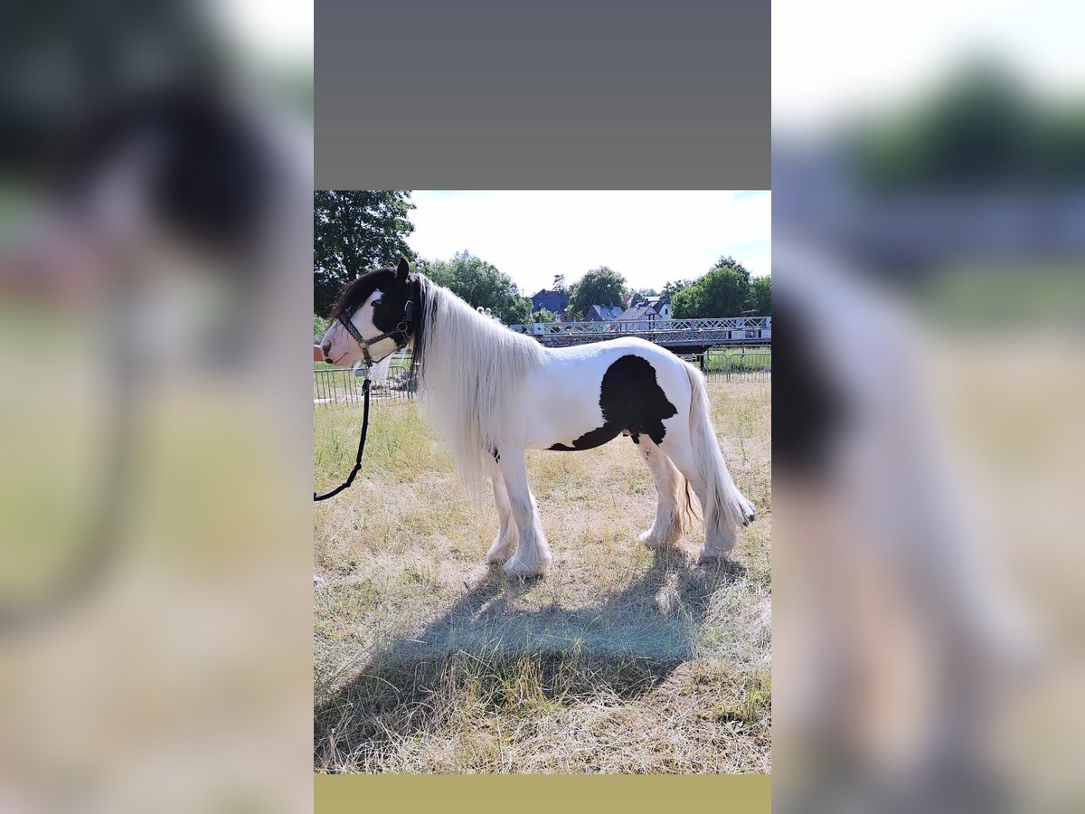 Tinker Hengst 5 Jaar 145 cm Gevlekt-paard in Detmold