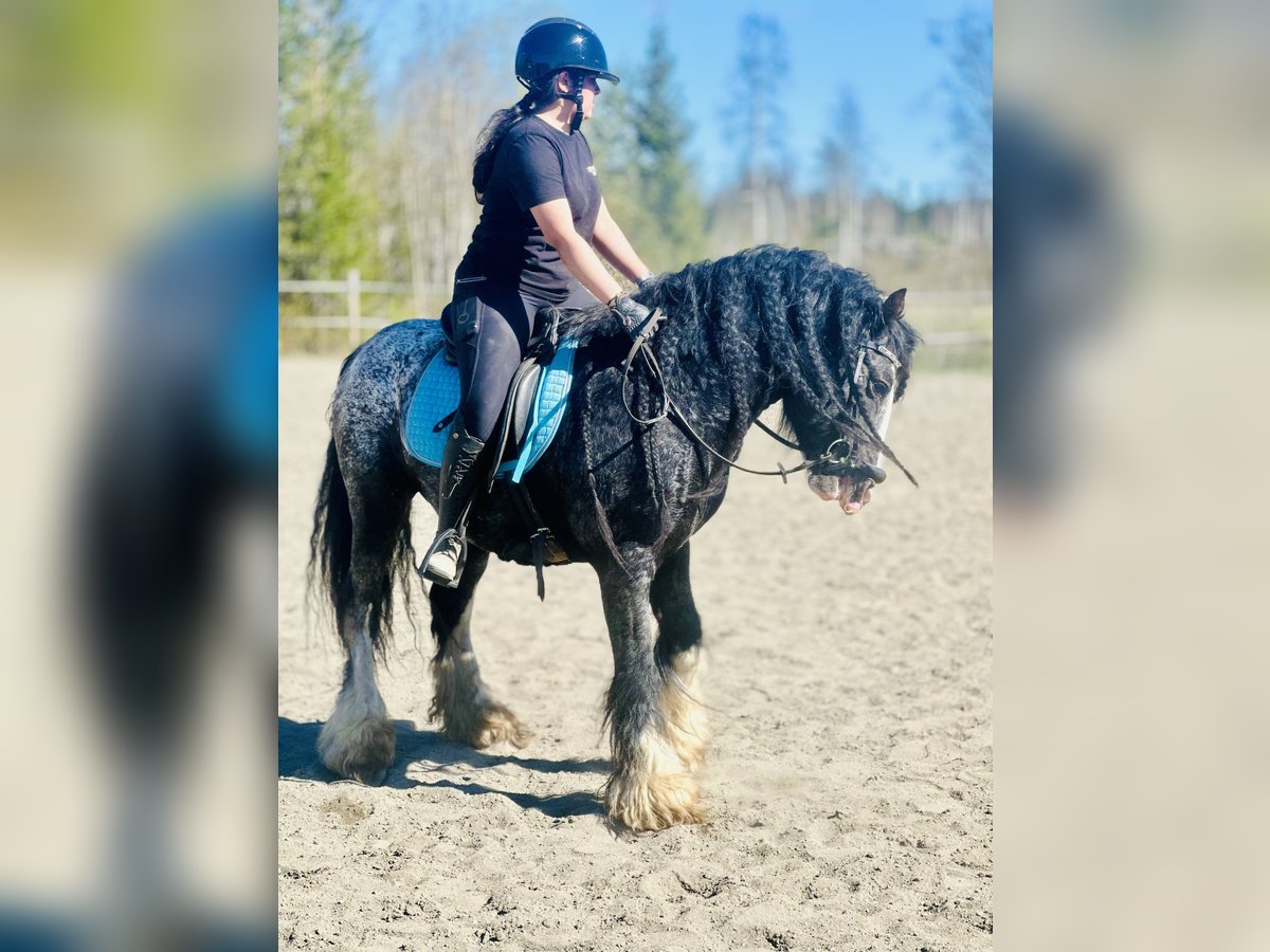 Tinker Hengst 5 Jahre 143 cm Tigerschecke in Föllinge