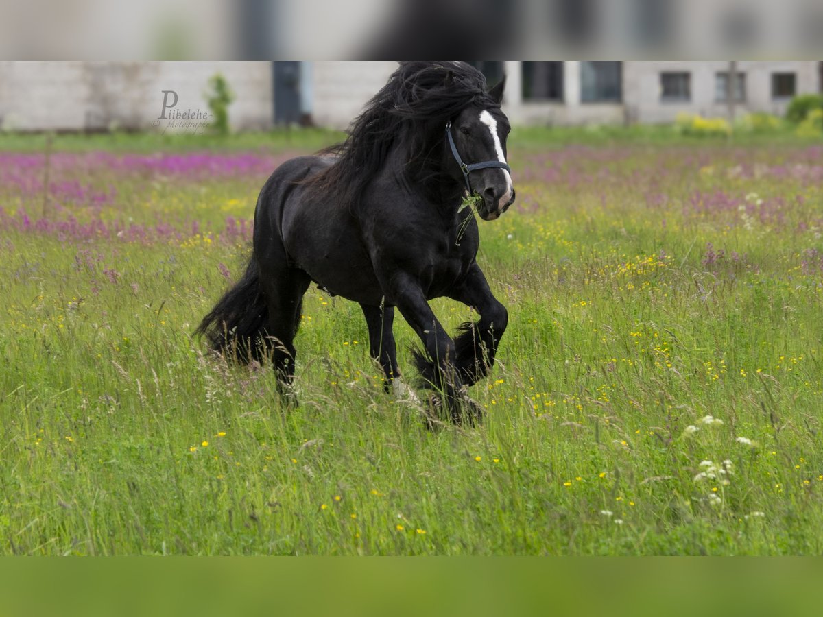 Tinker Hengst 6 Jahre 152 cm Rappe in kohila