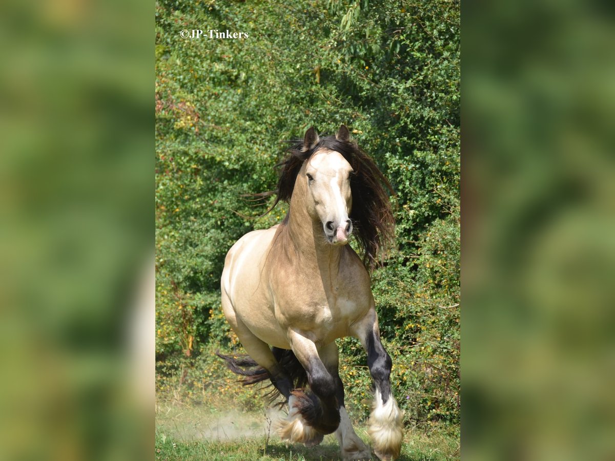 Tinker Hengst 9 Jaar 155 cm in Landgraaf