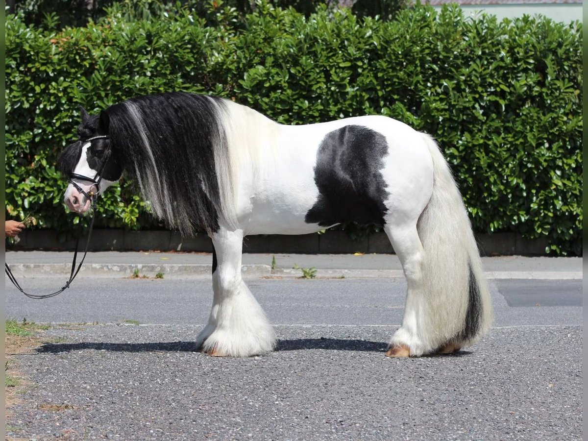 Tinker Hengst 9 Jahre 150 cm Schecke in Rechnitz