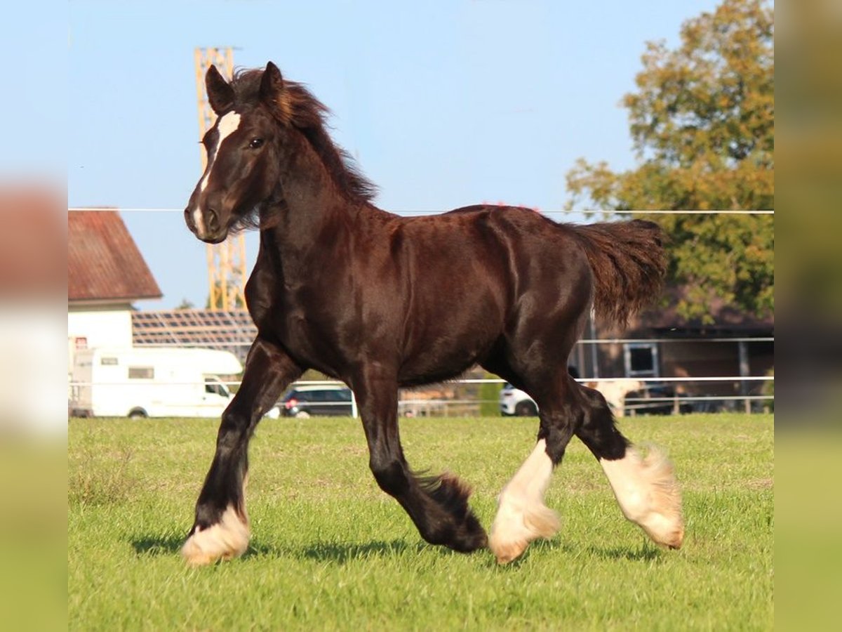 Tinker Hengst  150 cm Rappe in Besenbüren