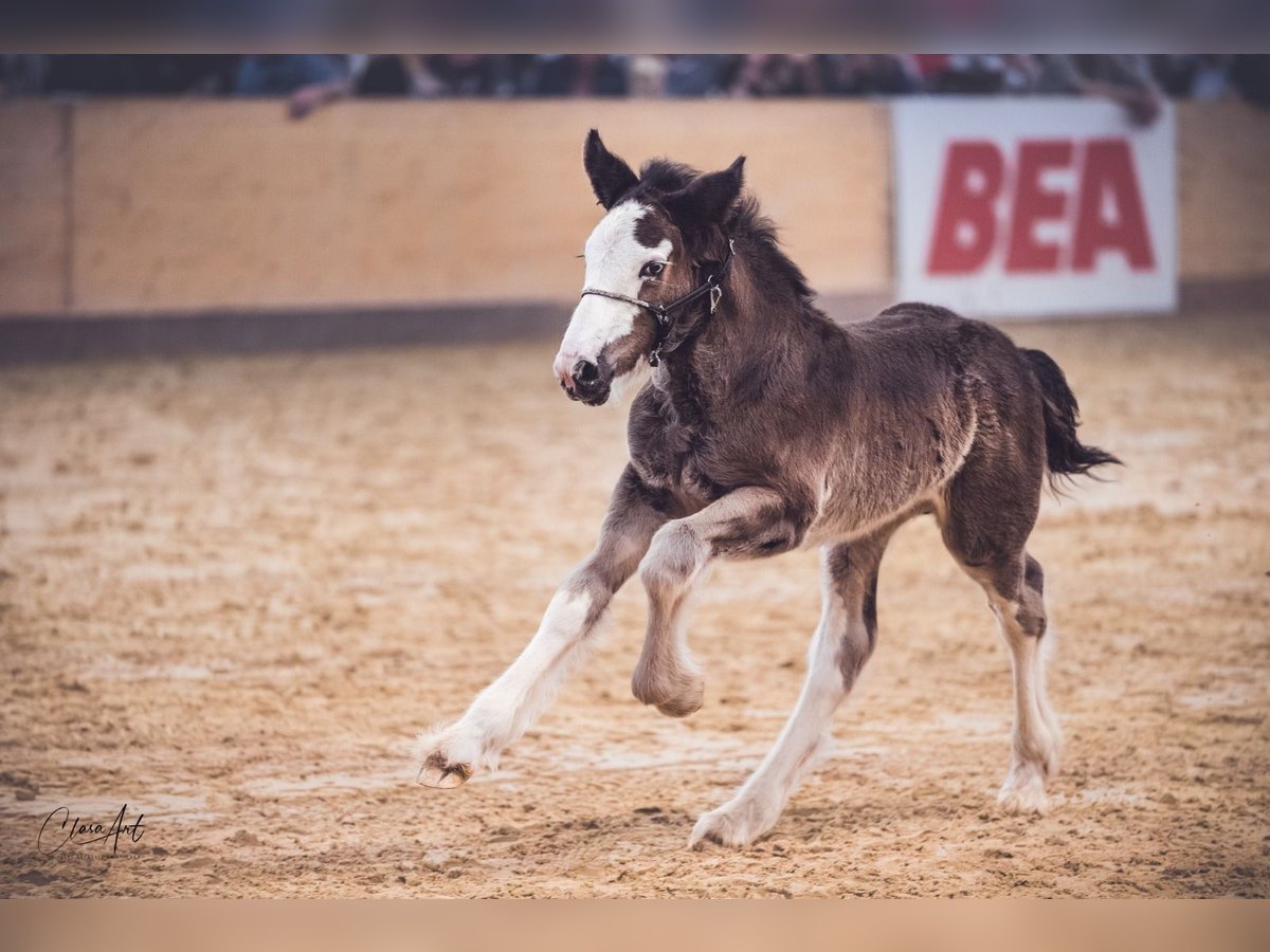 Tinker Hengst  160 cm Rappe in Worb