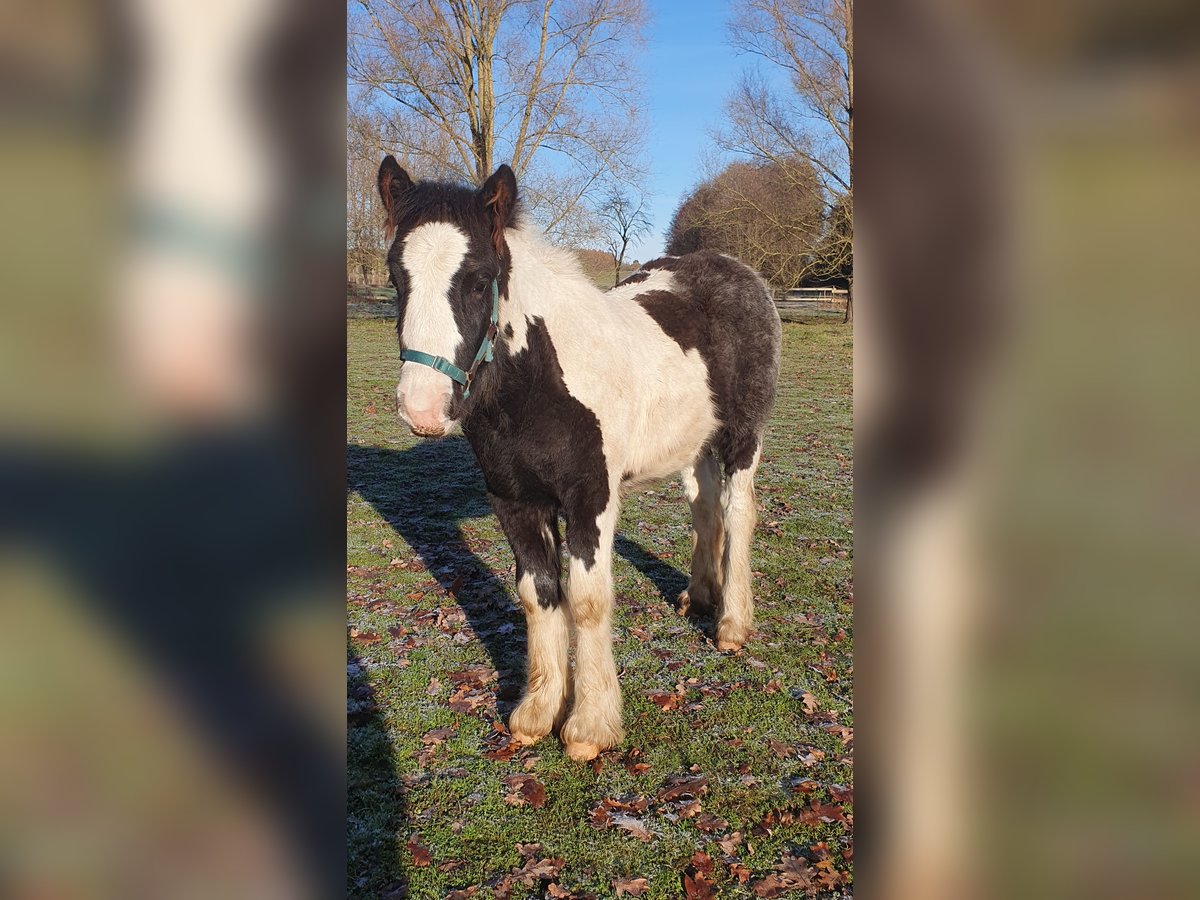 Tinker Hengst Veulen (07/2025) 125 cm Gevlekt-paard in Tangeln