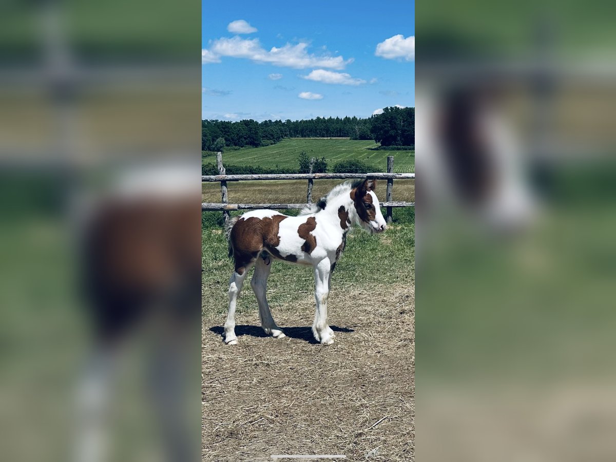 Tinker Hengst Gevlekt-paard in Wołów Tinker Hengst Gevlekt-paard in Wołów