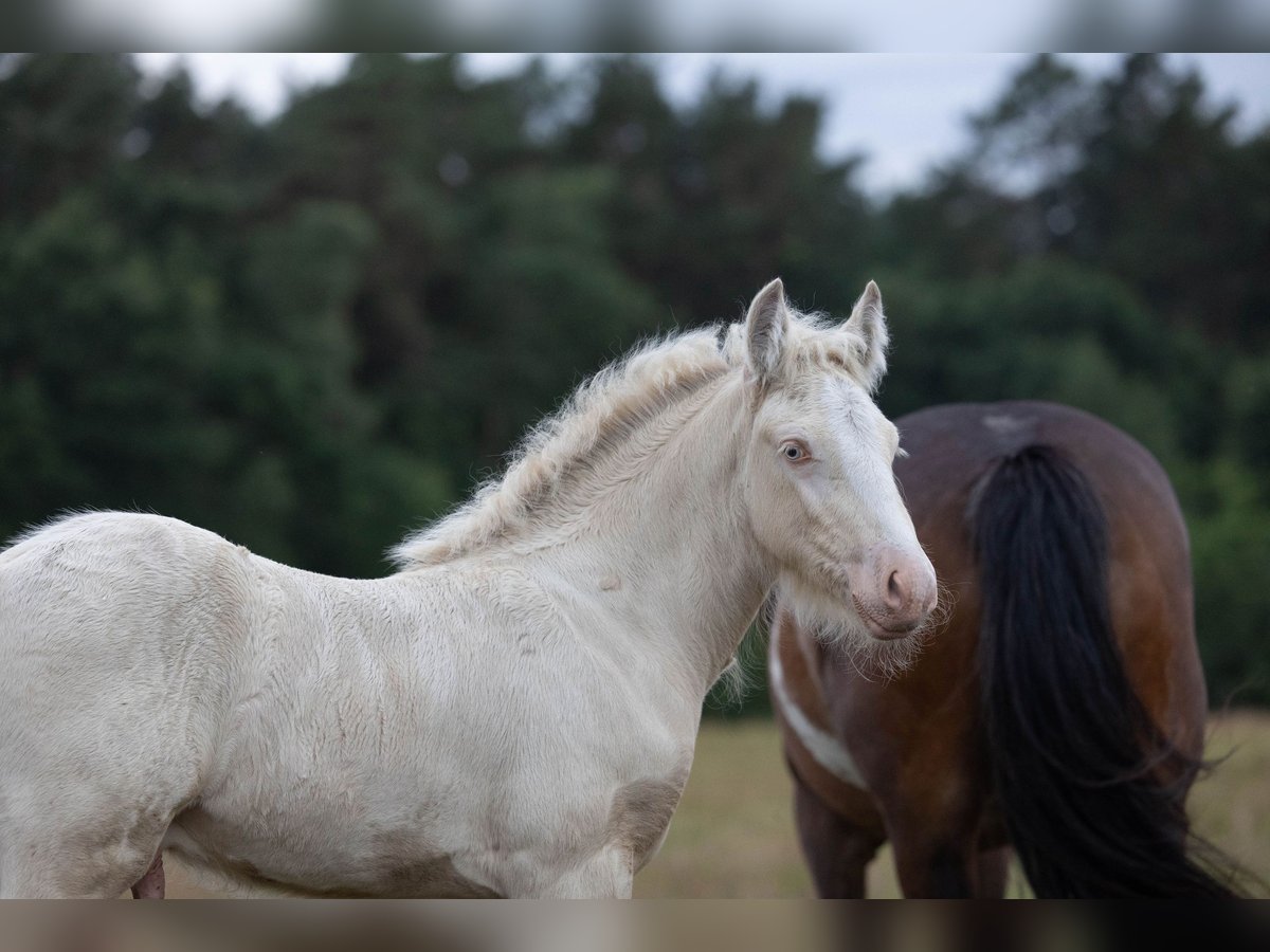 Tinker Hengst Veulen (05/2025) Pearl in Hanstedt