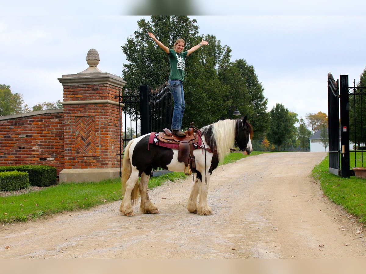 Tinker Hongre 10 Ans 142 cm Tobiano-toutes couleurs in London