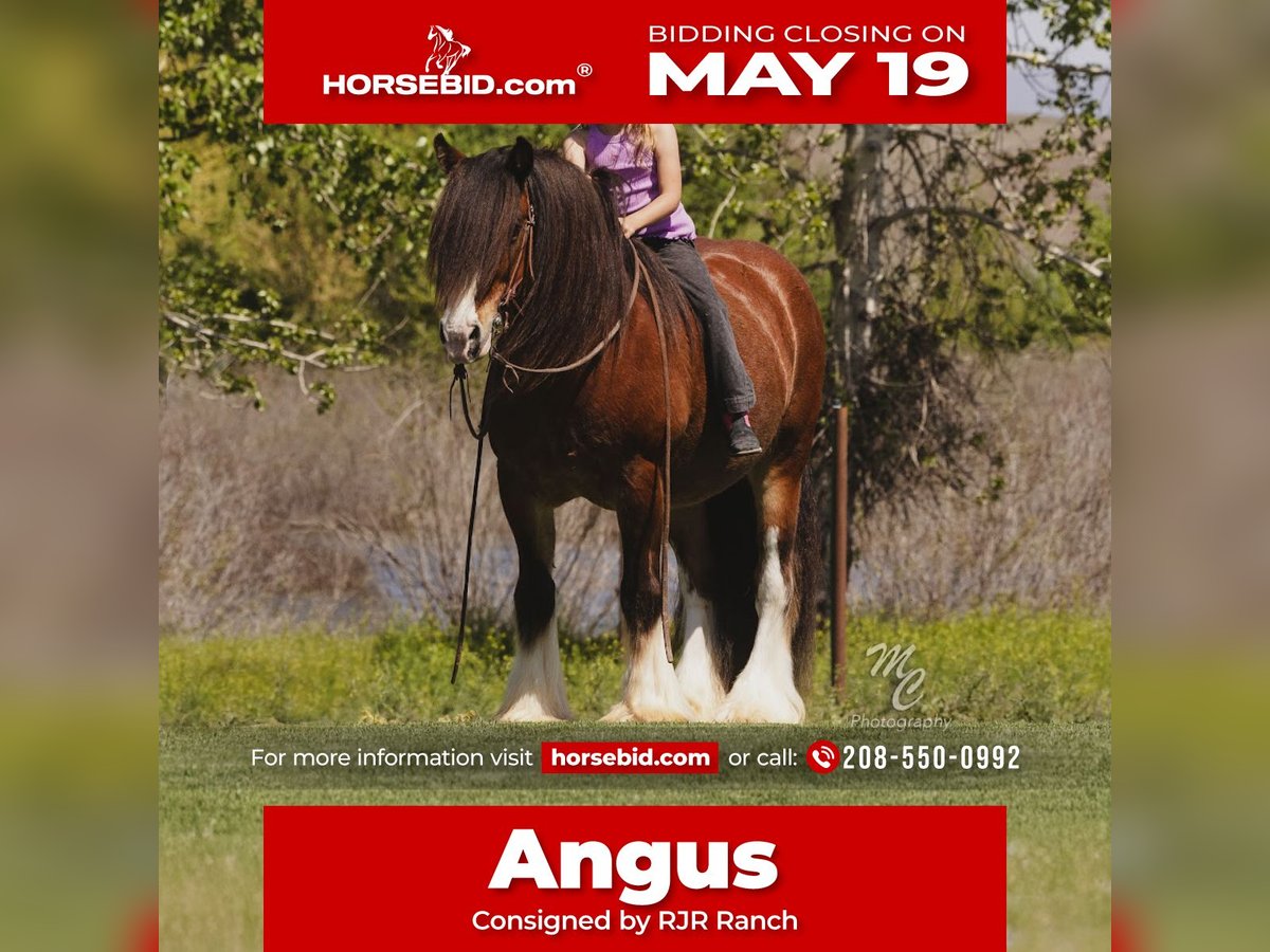 Tinker Hongre 11 Ans 142 cm Bai cerise in New Plymouth, ID