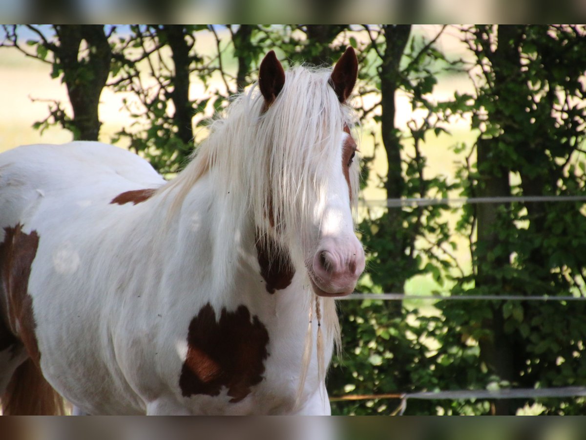 Tinker Hongre 12 Ans 143 cm Pinto in Fulda
