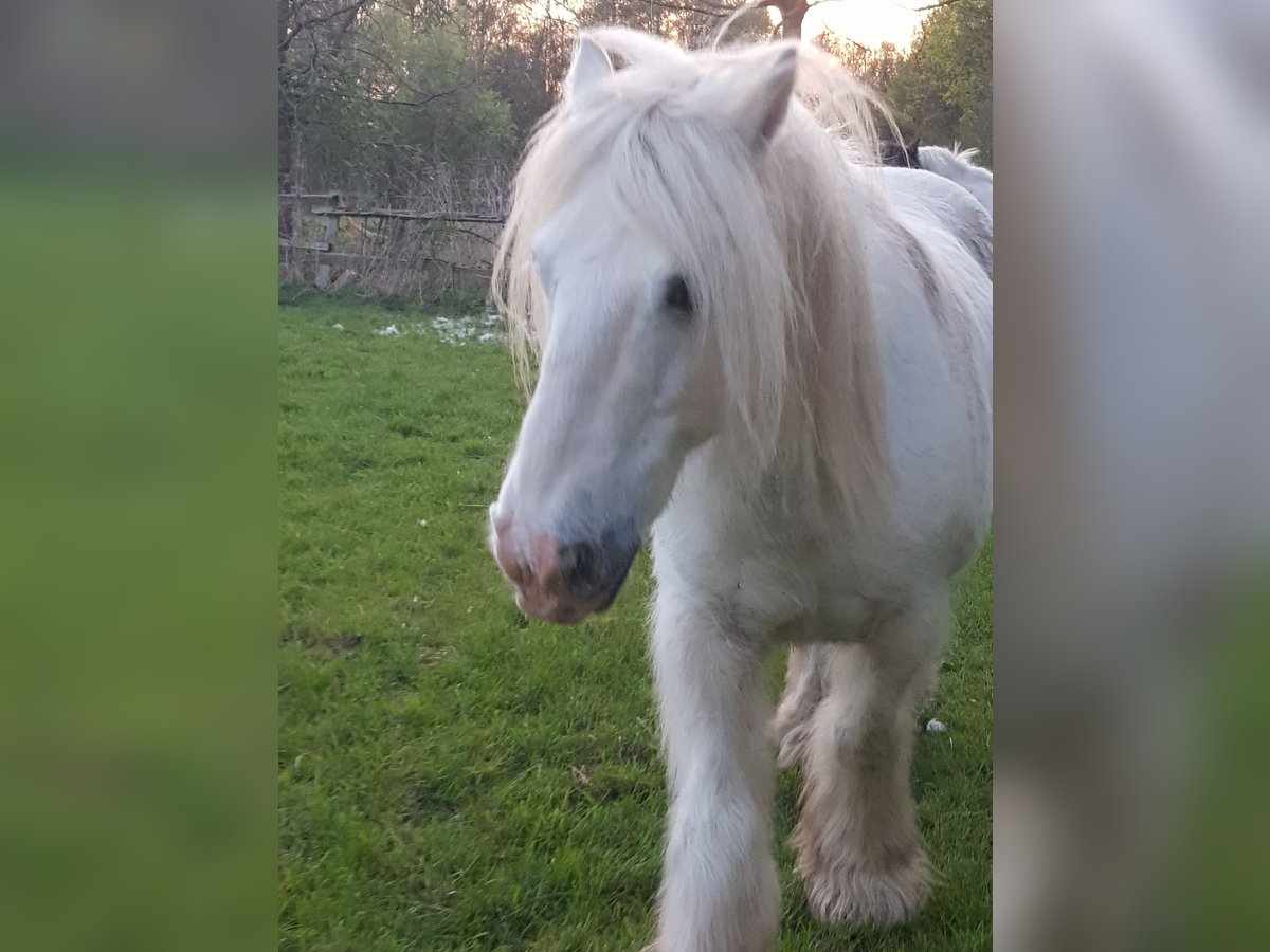 Tinker Hongre 13 Ans 145 cm Gris in Recklinghausen