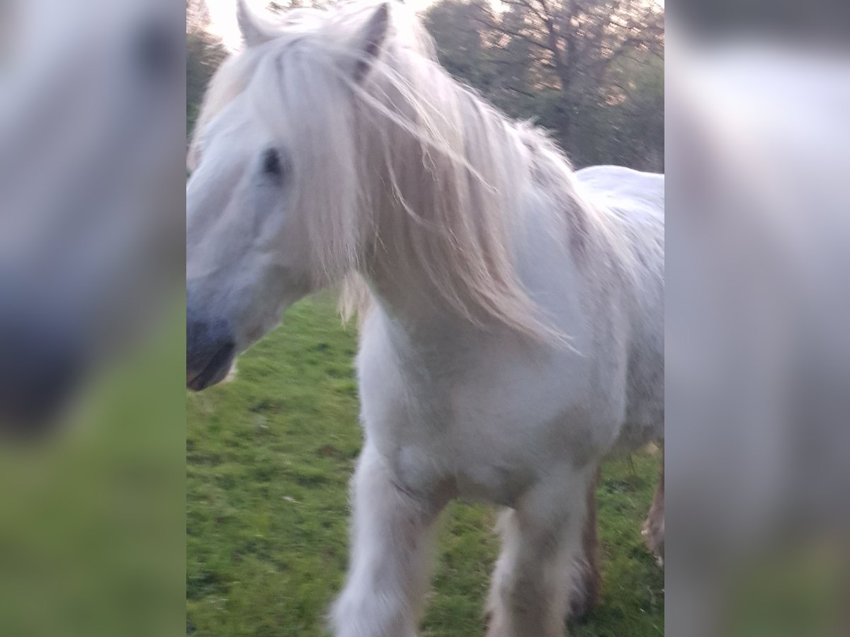 Tinker Hongre 13 Ans 145 cm Gris in Recklinghausen