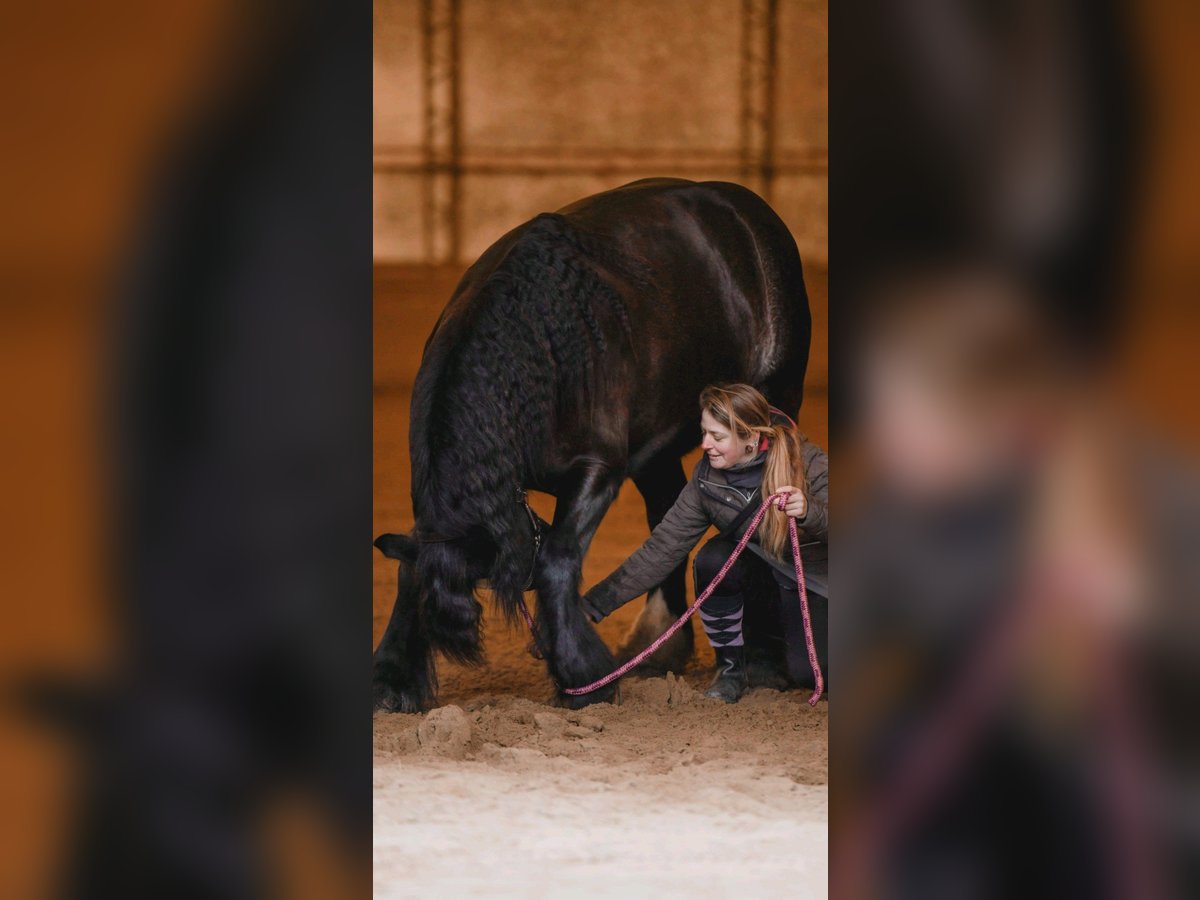 Tinker Croisé Hongre 14 Ans 161 cm Bai brun in Stahnsdorf