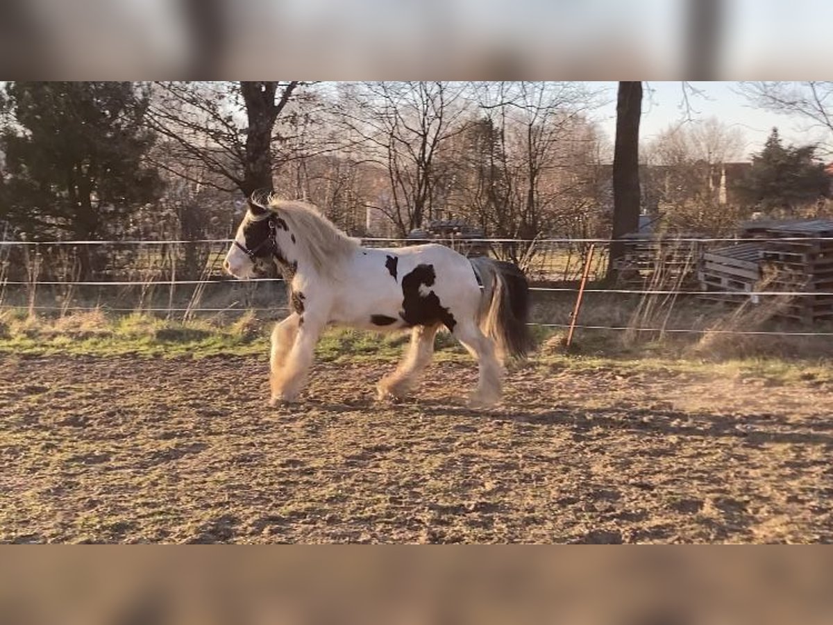 Tinker Hongre 16 Ans 138 cm Pinto in Ober-Ramstadt