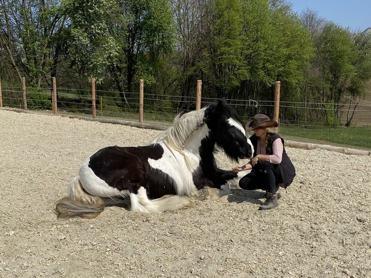 Tinker Hongre 16 Ans 153 cm in Hallabro