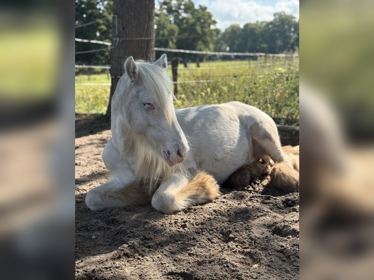 Tinker Hongre 2 Ans 127 cm Pinto in Geestland