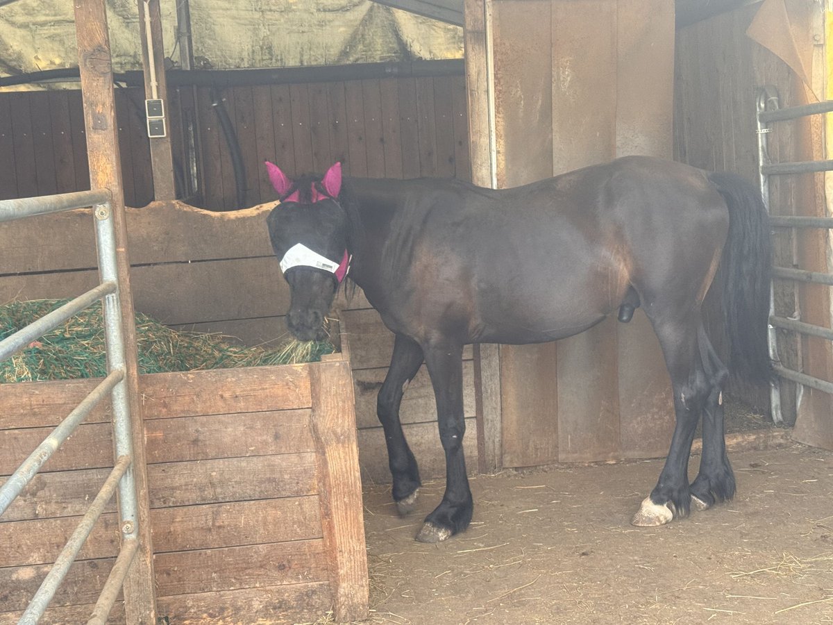 Tinker Croisé Hongre 2 Ans 140 cm Noir in Winnweiler