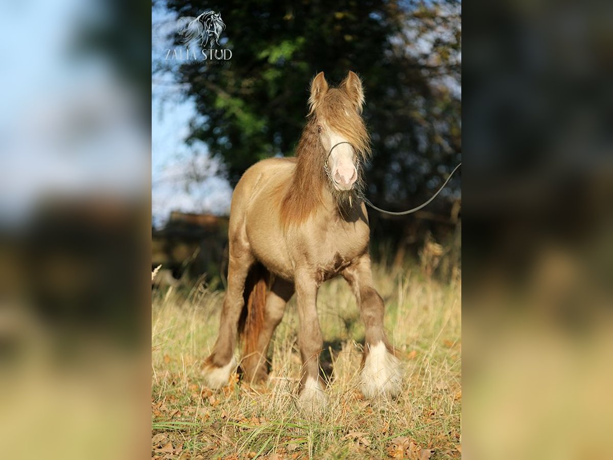 Tinker Hongre 3 Ans 130 cm Perle in Stryk&#xF3;w