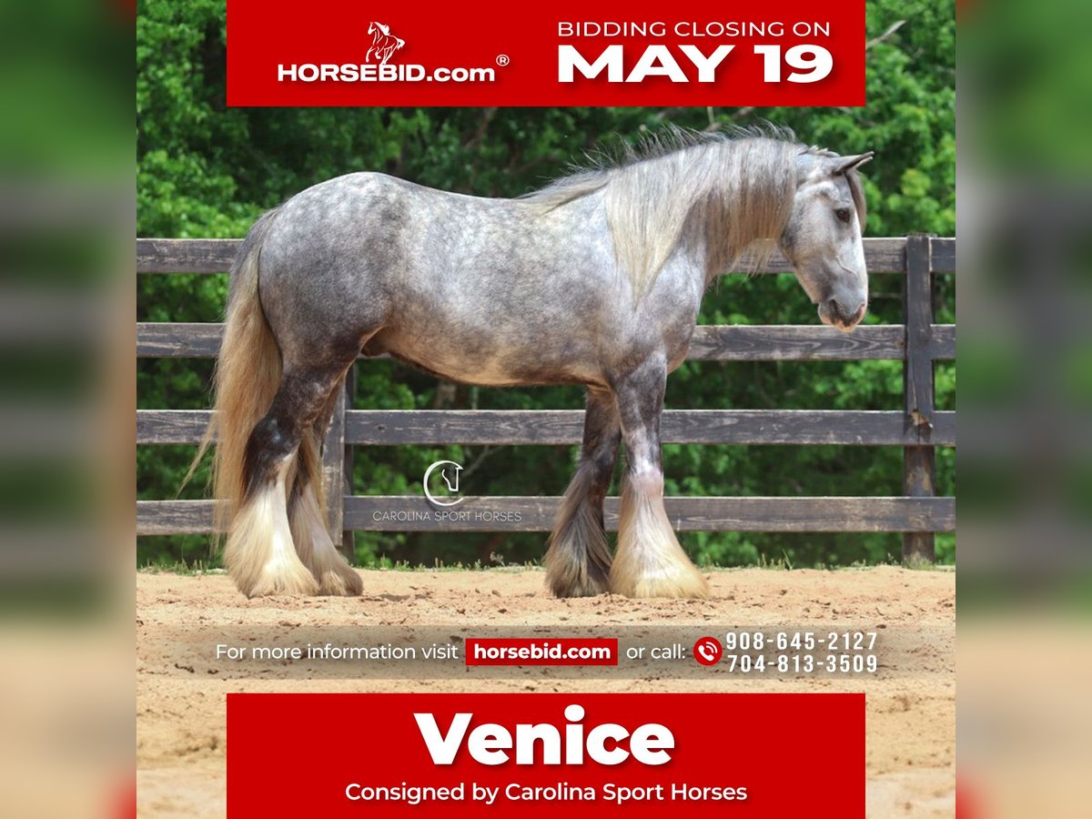 Tinker Hongre 3 Ans 150 cm Gris in Clover, SC