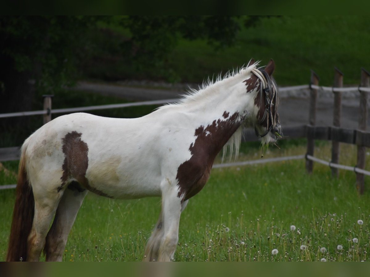 Tinker Hongre 3 Ans 154 cm Pinto in Altreiteregg