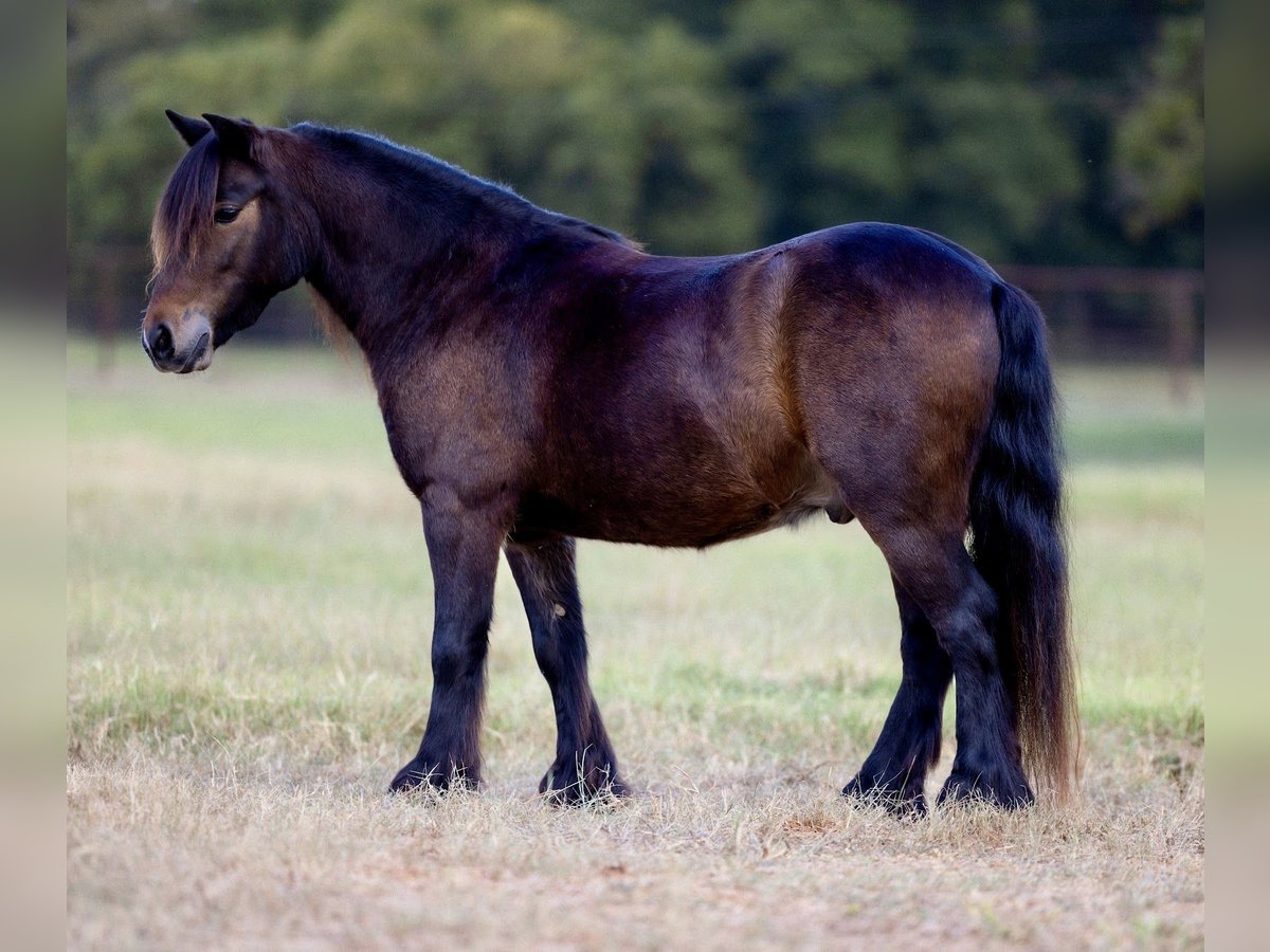 Tinker Croisé Hongre 4 Ans 107 cm Bai cerise in Weatherford