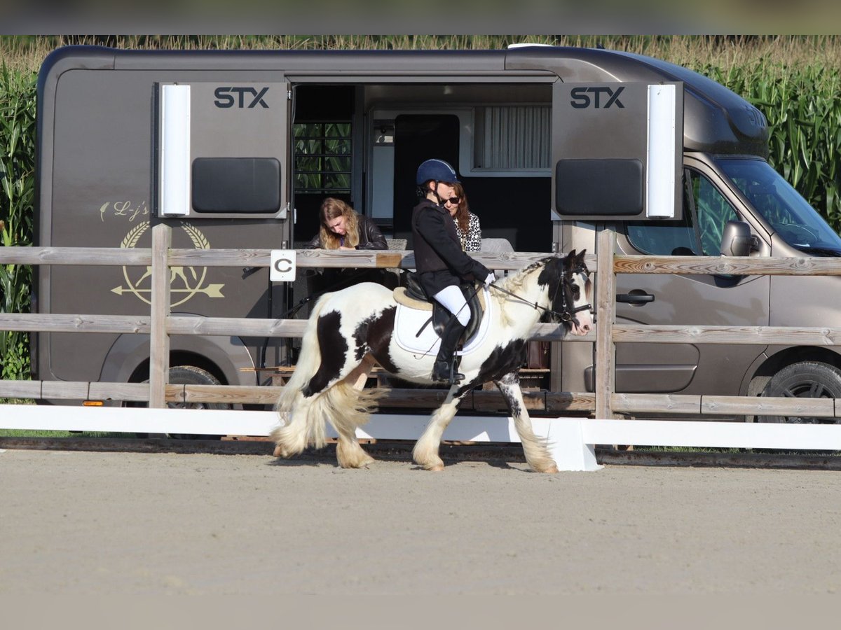 Tinker Hongre 4 Ans 120 cm Pinto in Bogaarden