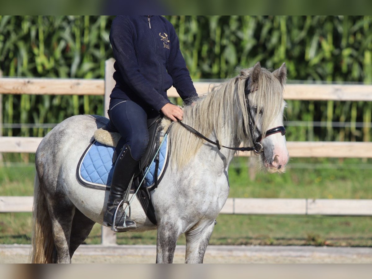 Tinker Hongre 4 Ans 123 cm Rouan bleu in Bogaarden