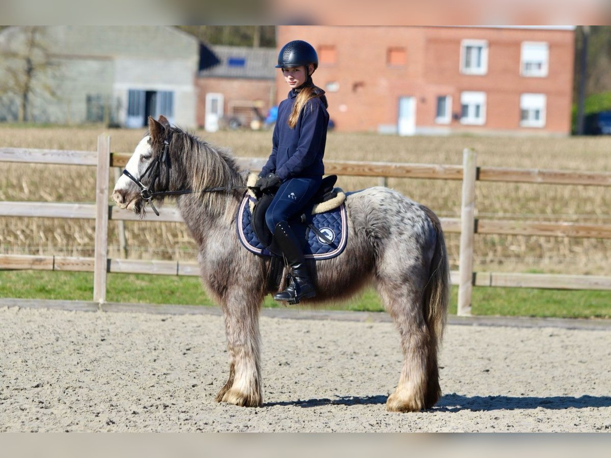 Tinker Hongre 4 Ans 127 cm Rouan Bleu in Bogaarden