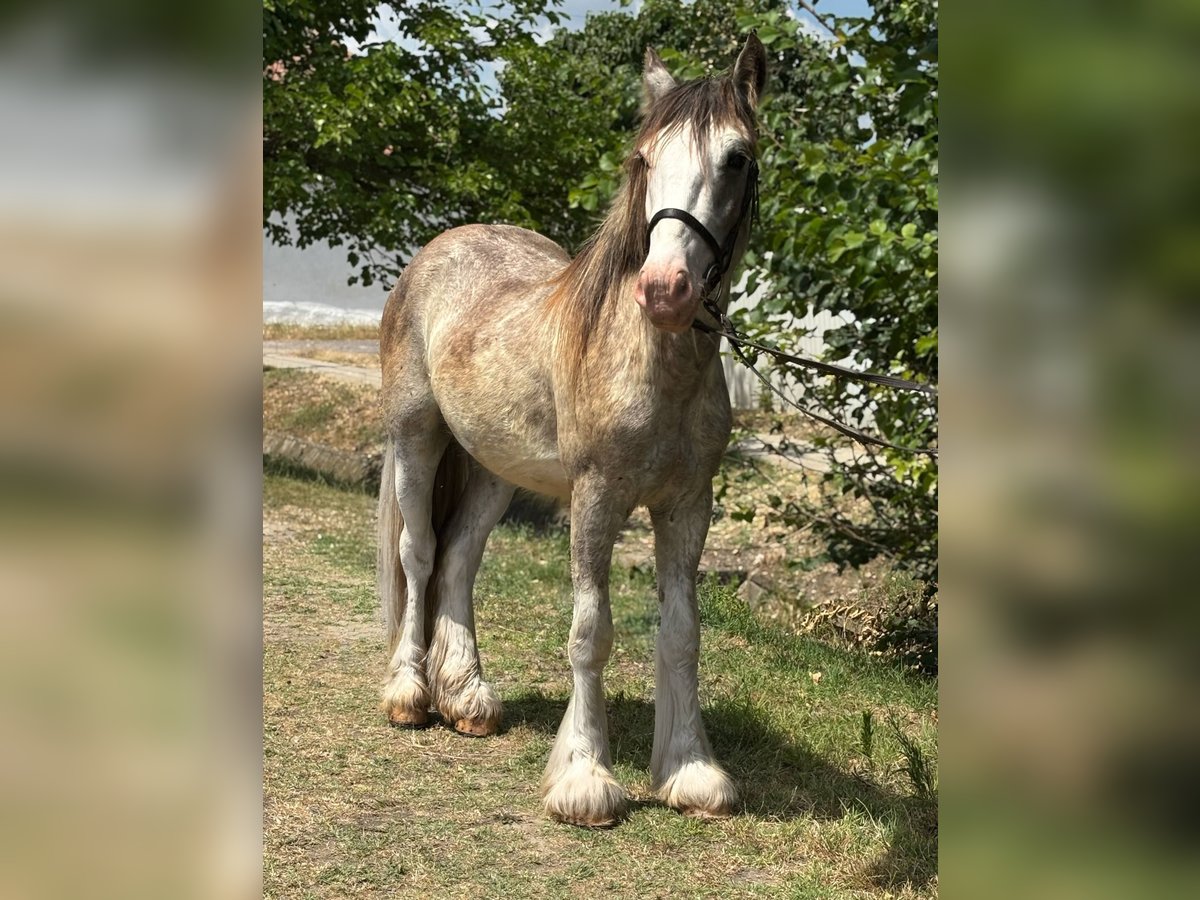 Tinker Hongre 4 Ans 144 cm in Csabacs&#x171;d