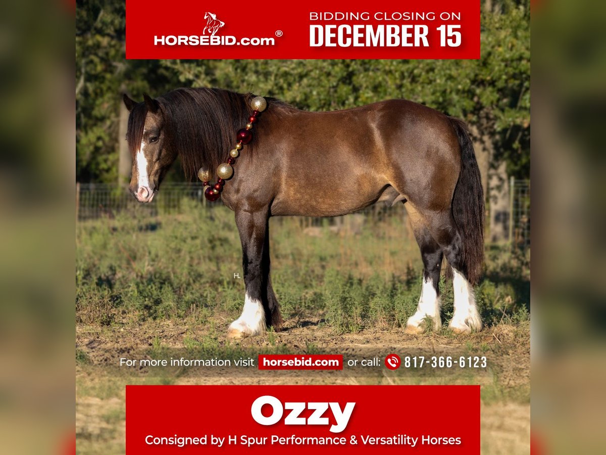 Tinker Croisé Hongre 4 Ans 150 cm Buckskin in Weatherford