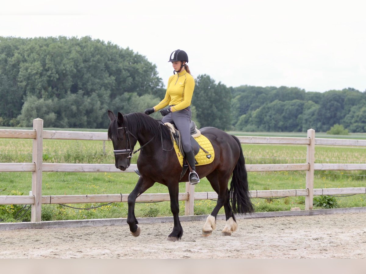 Tinker Hongre 4 Ans 150 cm Noir in Bogaarden
