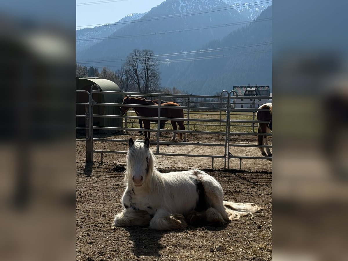 Tinker Hongre 5 Ans 120 cm Tobiano-toutes couleurs in Pinswang Tinker Hongre 5 Ans 120 cm Tobiano-toutes couleurs in Pinswang