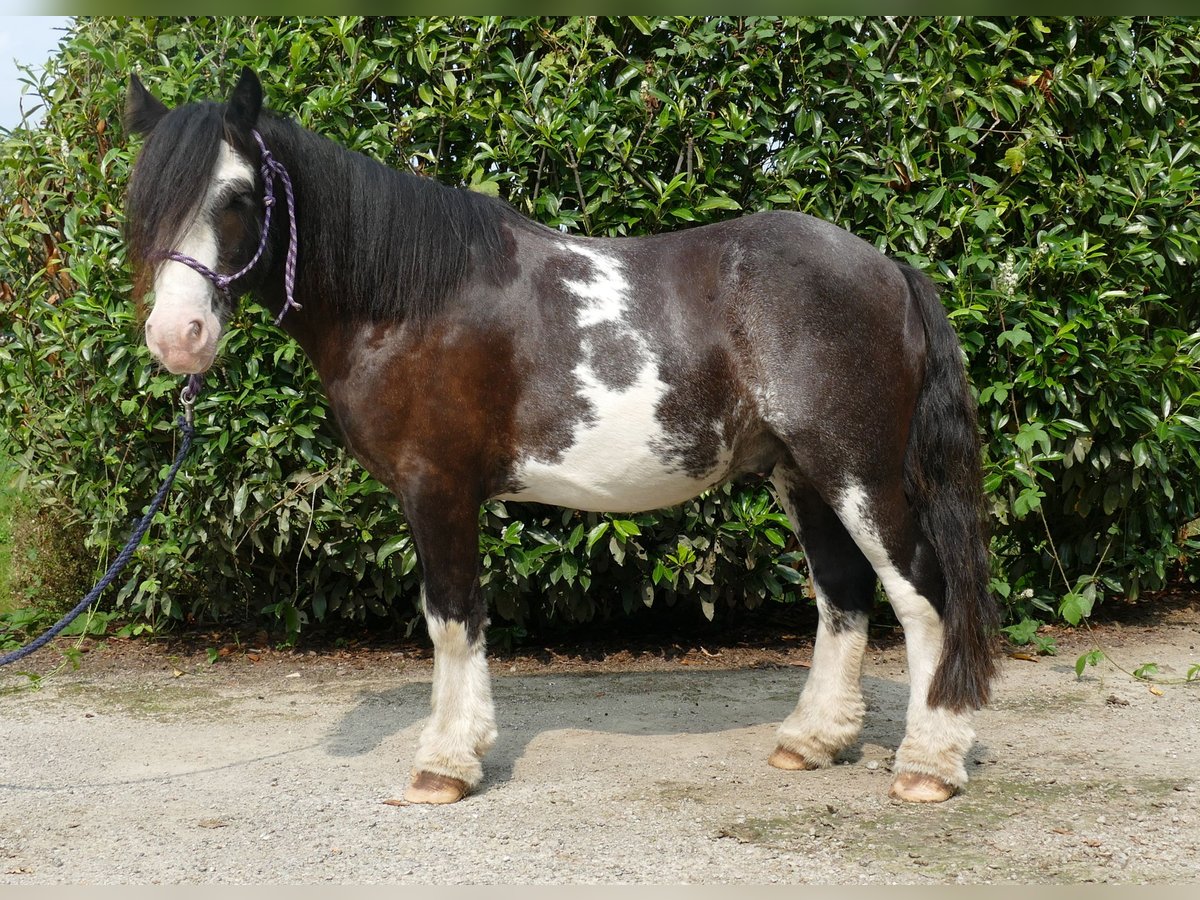 Tinker Hongre 5 Ans 133 cm Pinto in Lathen