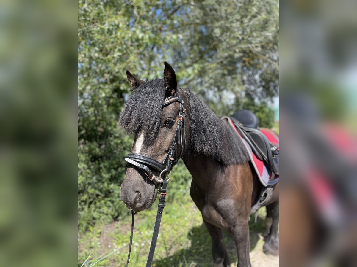 Tinker Hongre 5 Ans 135 cm Noir in Trebbin