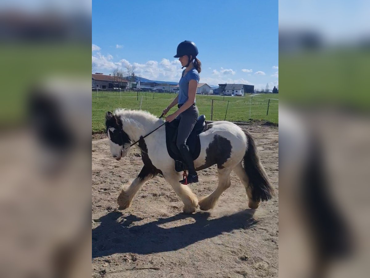 Tinker Hongre 6 Ans 129 cm Pinto in Isny im Allg&#xE4;u