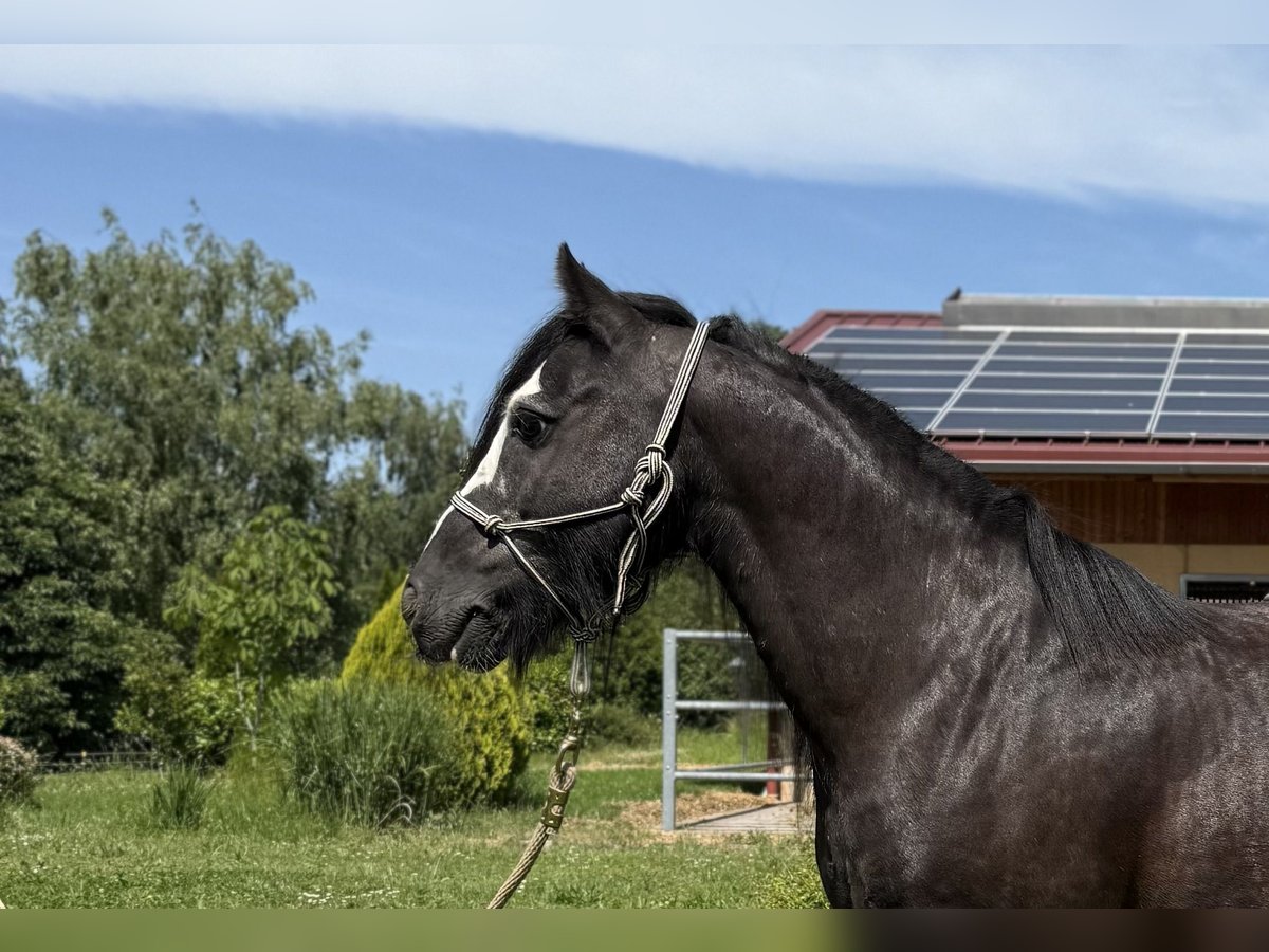 Tinker Hongre 6 Ans 130 cm Noir in Achstetten