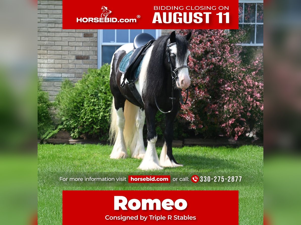 Tinker Hongre 6 Ans 137 cm in Millersburg, OH