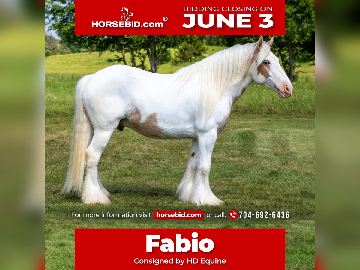 Tinker Hongre 6 Ans 142 cm Palomino in Madill