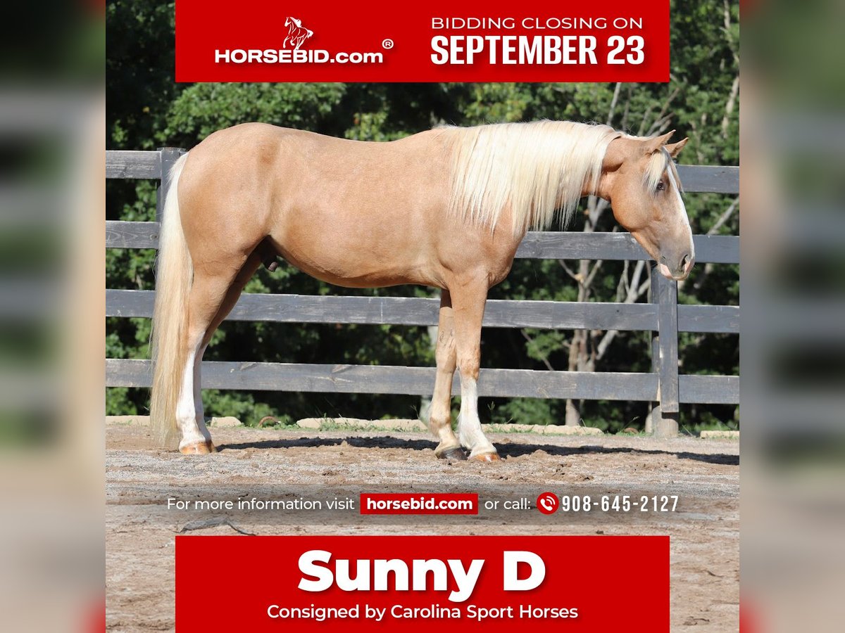 Tinker Croisé Hongre 6 Ans 145 cm Palomino in Clover, SC