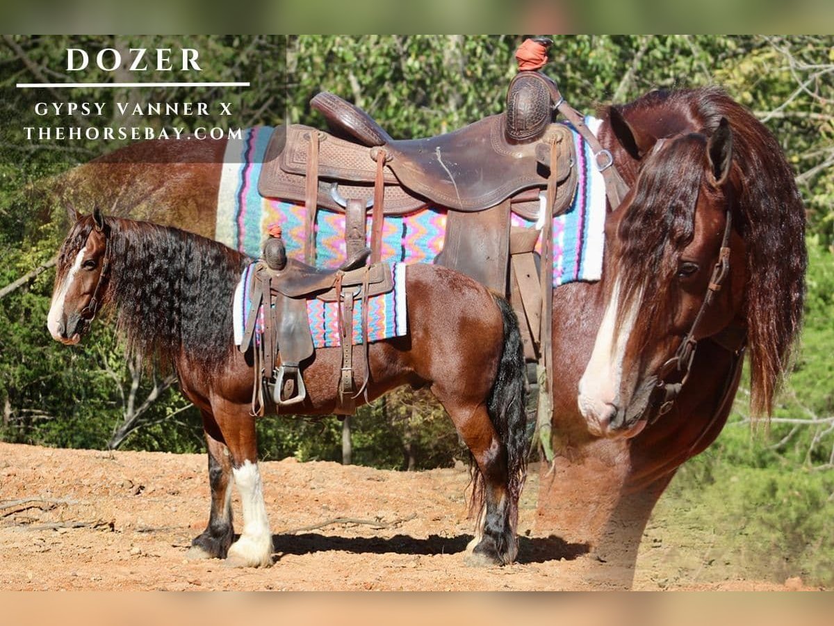 Tinker Croisé Hongre 6 Ans 152 cm Bai cerise in Tompkinsville, KY