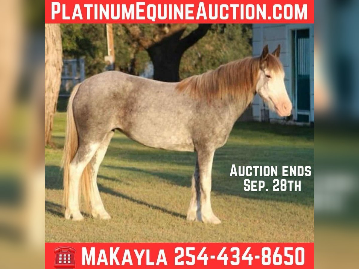 Tinker Hongre 7 Ans 142 cm Rouan Bleu in Stephenville TX