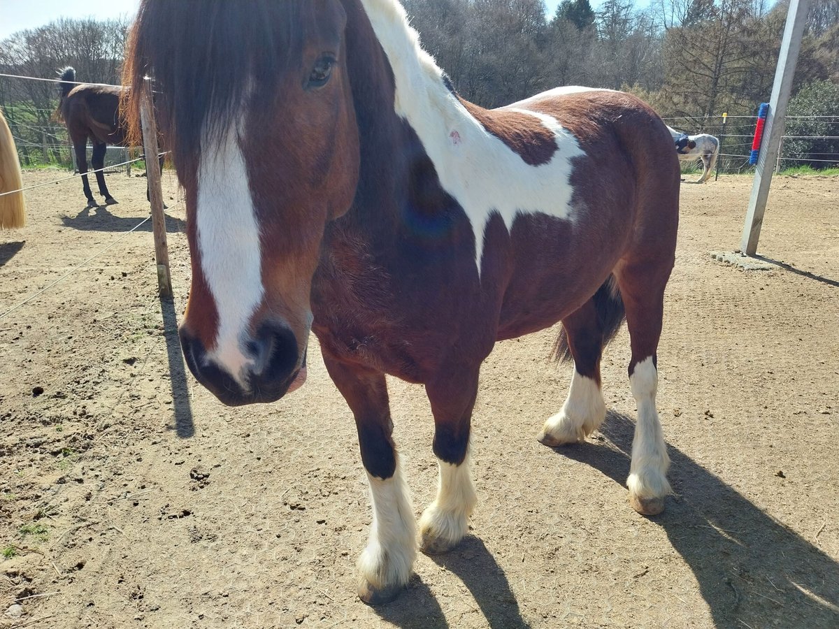 Tinker Hongre 7 Ans 143 cm Pinto in Sprockhövel