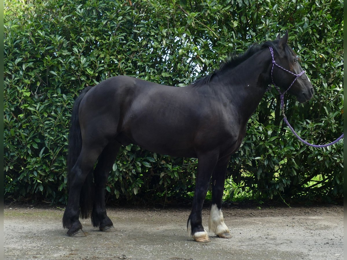 Tinker Croisé Hongre 7 Ans 145 cm Noir in Lathen