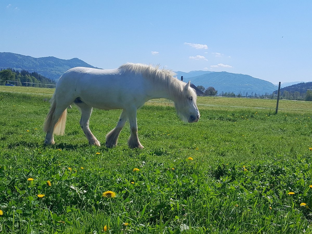 Tinker Jument 10 Ans 140 cm in Thalgau