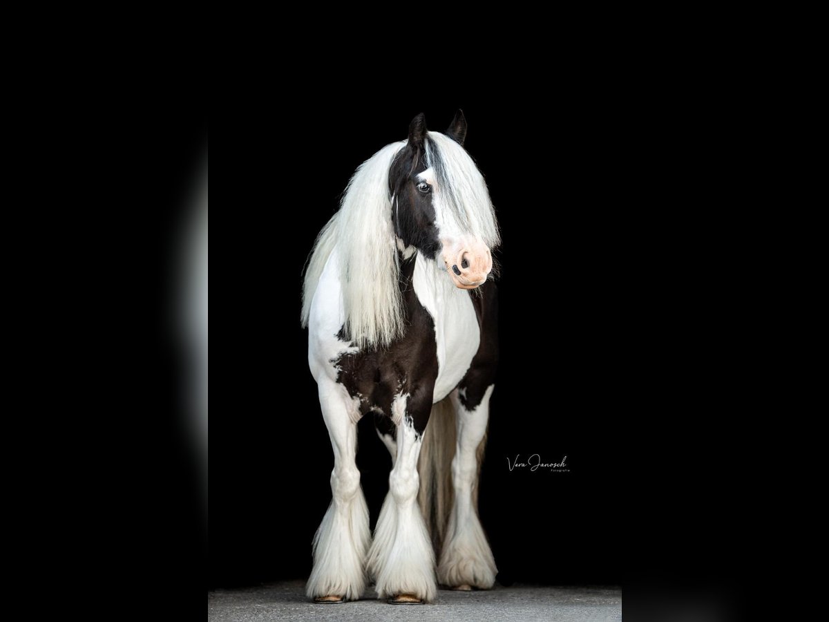 Tinker Jument 10 Ans 140 cm Pinto in Leoben